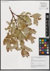 Foto von Salix hastata L.
